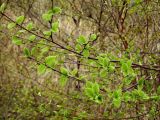 род Betula. Ветви с молодыми листьями. Приморье, Хасанский р-н, п-в Гамова, бухта Теляковского, смешанный лес. 03.05.2015.