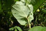 Aristolochia clematitis