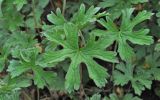 Geranium himalayense