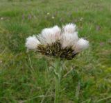 Antennaria lanata