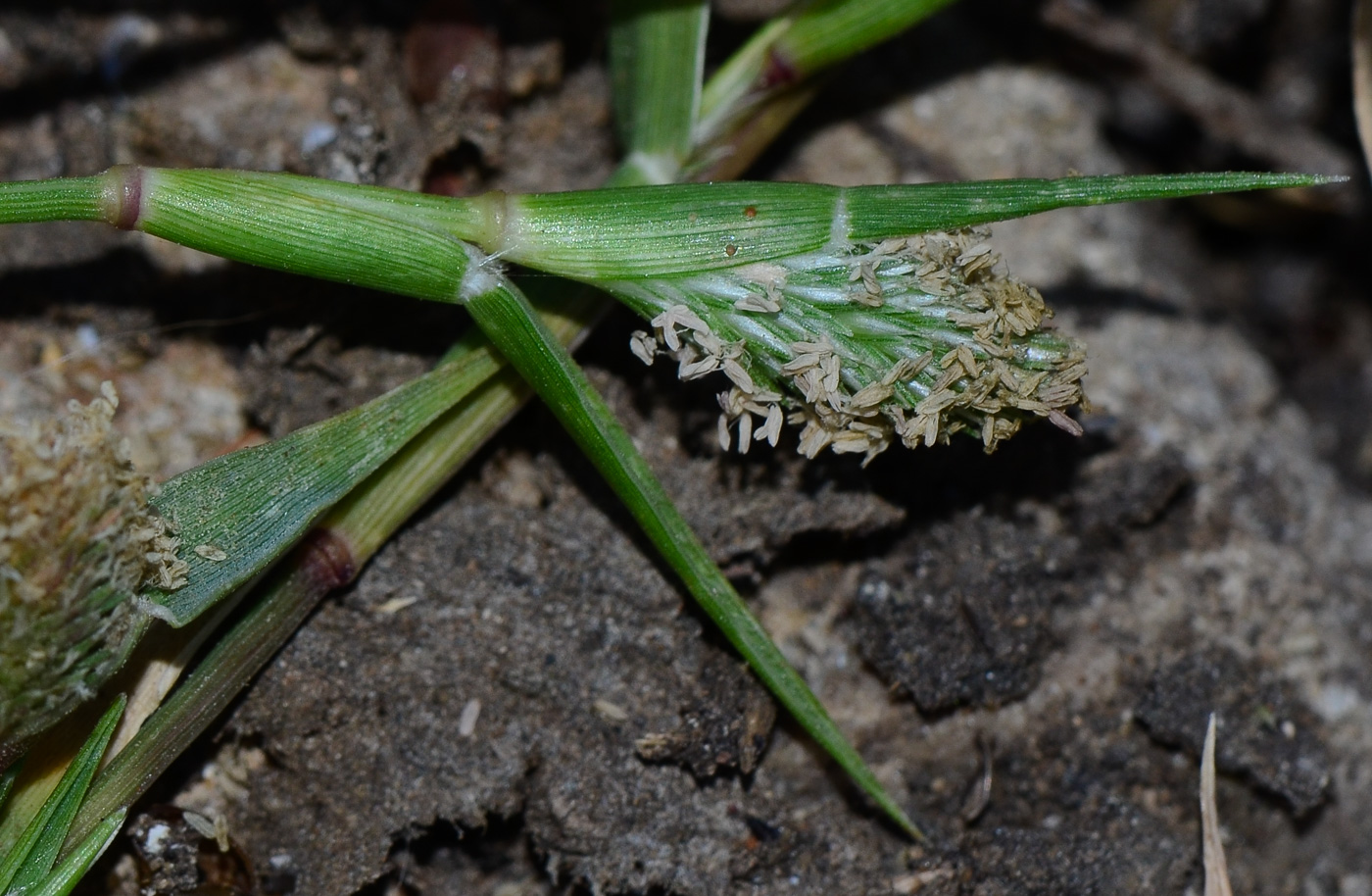 Изображение особи Crypsis schoenoides.