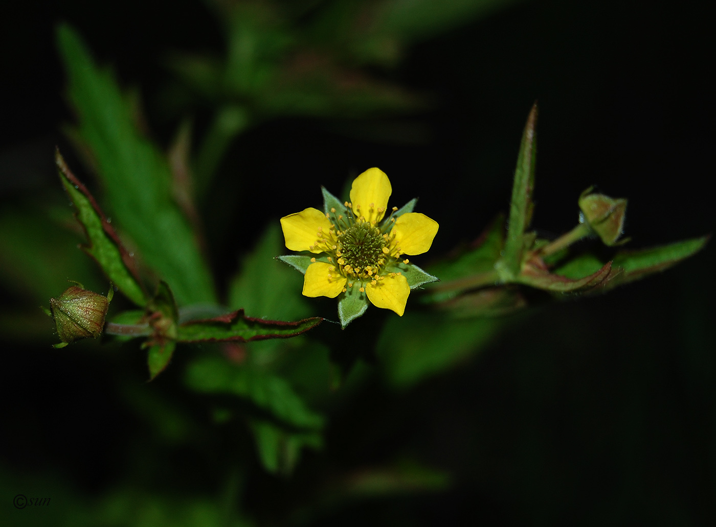 Изображение особи Geum urbanum.