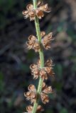 Salvia verbenaca