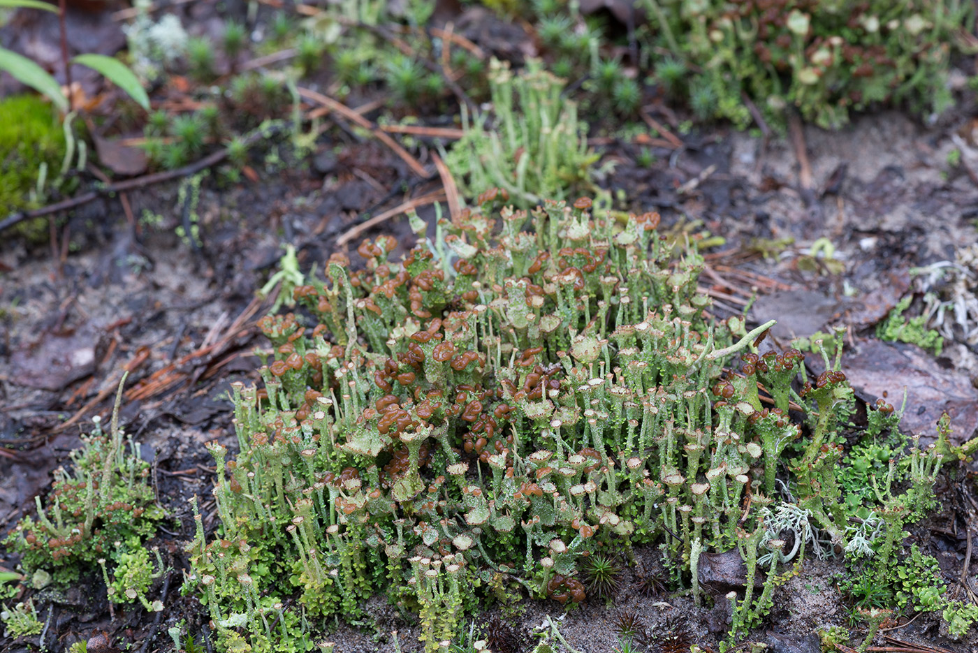 Изображение особи Cladonia gracilis ssp. turbinata.