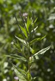 Epilobium maximowiczii