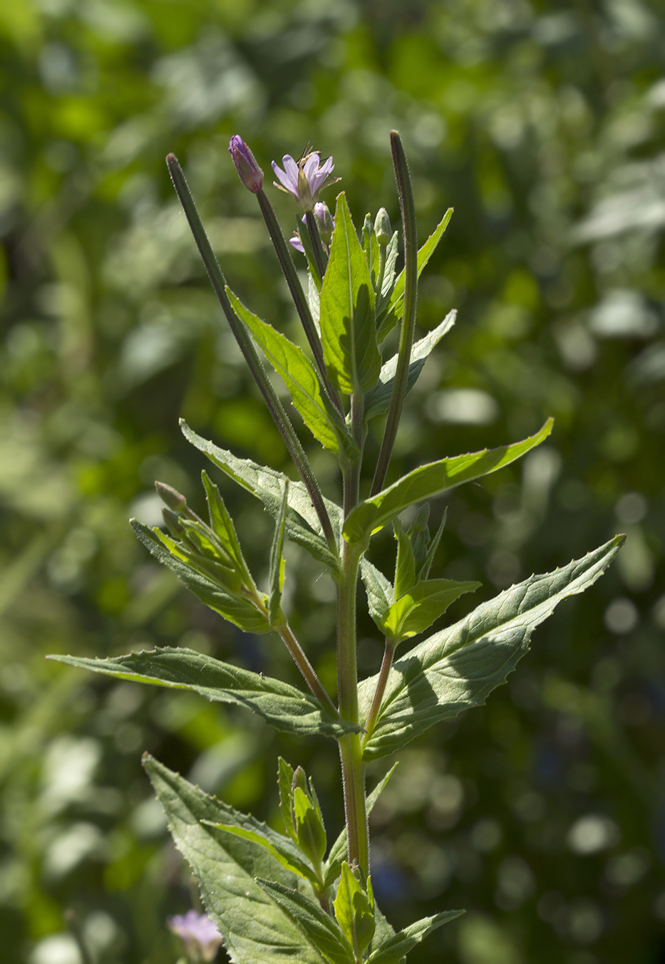 Изображение особи Epilobium maximowiczii.