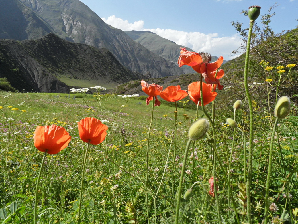 Image of Papaver fugax specimen.