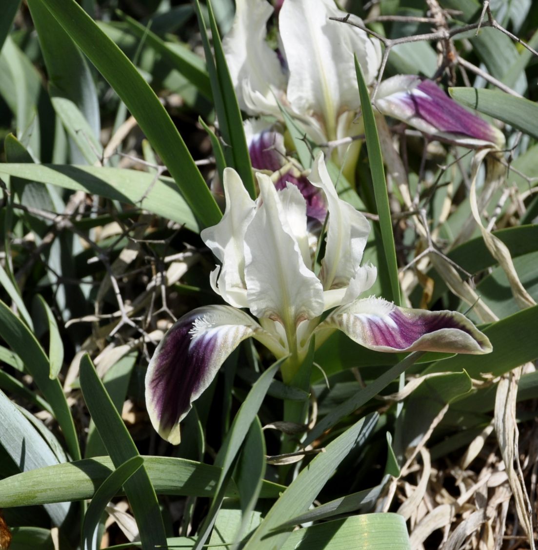 Изображение особи Iris pumila ssp. attica.