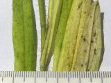 Pilosella × auriculoides