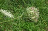 Daucus carota. Соплодие с созревающими плодами. Германия, г. Heidelberg, гора Heiligenberg, выс. 439 м н. у. м., амфитеатр. 08.08.2012.