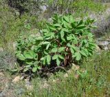 Paeonia mascula