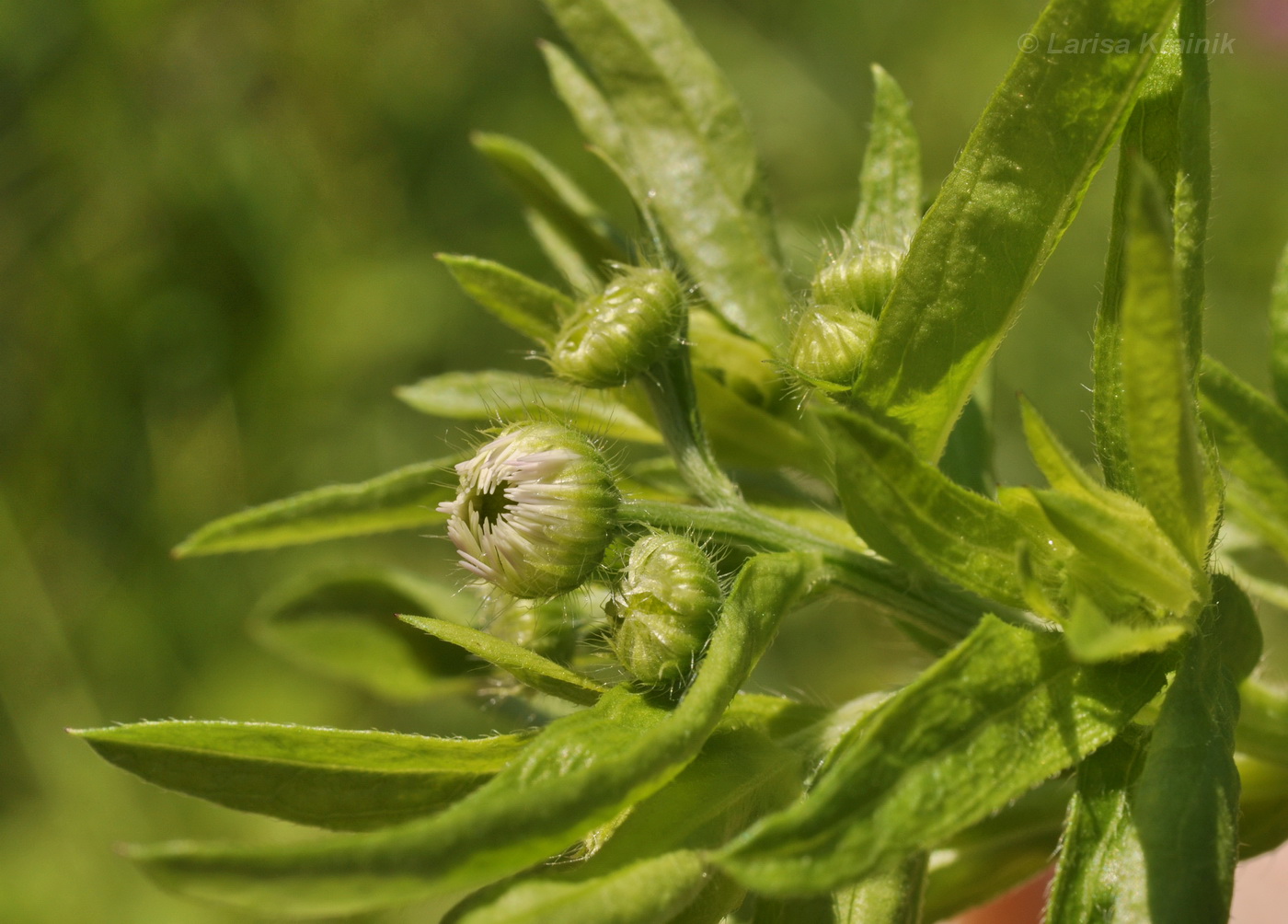 Image of Erigeron annuus specimen.