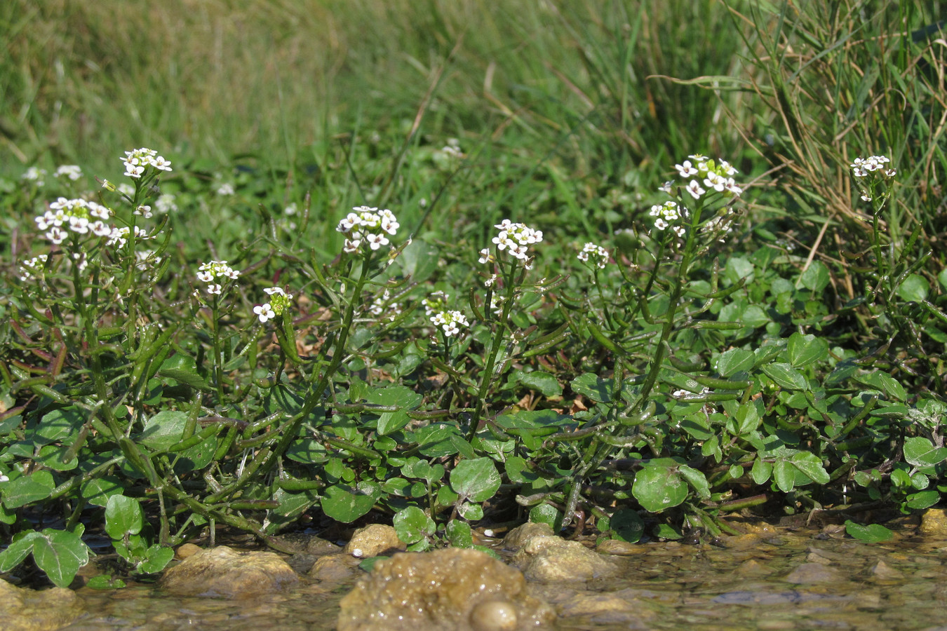 Изображение особи Nasturtium officinale.