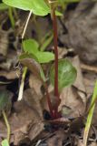 Pyrola japonica