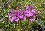 Pedicularis anthemifolia. Соцветия. Алтай, Кош-Агачский р-н, долина р. Нарын-Гол, ≈ 2200 м н.у.м., горная тундра. 15.06.2019.