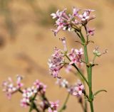 Asperula danilewskiana