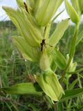 Castilleja pallida