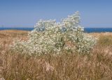 Crambe steveniana. Цветущее растение. Крым, Керченский п-ов, Ленинский р-н, окр с. Осовины, верхняя приморская терраса, степь. 28.05.2021.