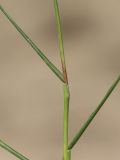 Paspalum paspalodes