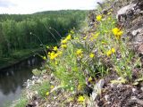 Crepis foliosa