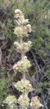 Phlomoides cordifolia