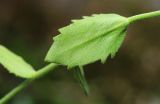 Draba cardaminiflora. Часть побега с листом. Приморский край, Дальнегорский ГО, окр. с. Рудная Пристань, 1 км к юго-юго-западу от мыса Бриннера, приморские скалы. 12.06.2022.