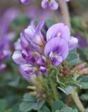 Medicago daghestanica. Соцветие. Дагестан, Левашинский р-н, окр. с. Цудахар, глинистый склон. 9 мая 2022 г.