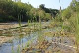 семейство Poaceae. Цветущие растения. Краснодарский край, Крымский р-н, окр. станицы Неберджаевская, берег р. Неберджай, отмель. 24.06.2023.