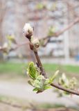 Sorbus sibirica. Побег с разворачивающимися почками. Казахстан, Восточно-Казахстанская обл., г. Усть-Каменогорск, набережная р. Иртыш, в озеленении. 02.05.2023.