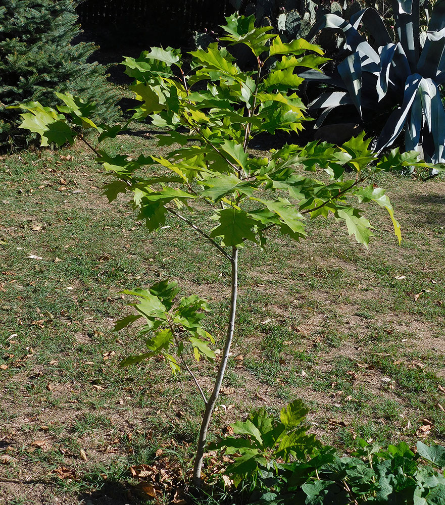 Изображение особи Quercus rubra.