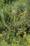 Melilotus officinalis