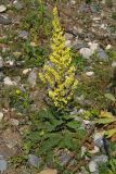 Verbascum laxum