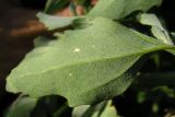 Chenopodium album