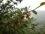 Cotoneaster integerrimus. Часть ветви с незрелыми плодами и листьями. Крым, гора Северная Демерджи. 2 июня 2012 г.