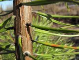 Pinus sylvestris