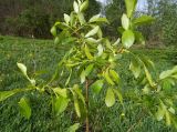 Salix pentandra. Веточка с женскими соцветиями. Московская обл., Лотошинский р-н, окр. дер. Савостино. 23.05.2013.