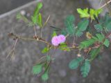 Mimosa pudica. Верхушка побега с соцветиями. Таиланд, Краби. 18.06.2013.