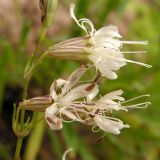 Silene foliosa. Часть соцветия. Хабаровский край, Ванинский р-н, бух. Сизиман, осыпной приморский склон. 10.08.2013.