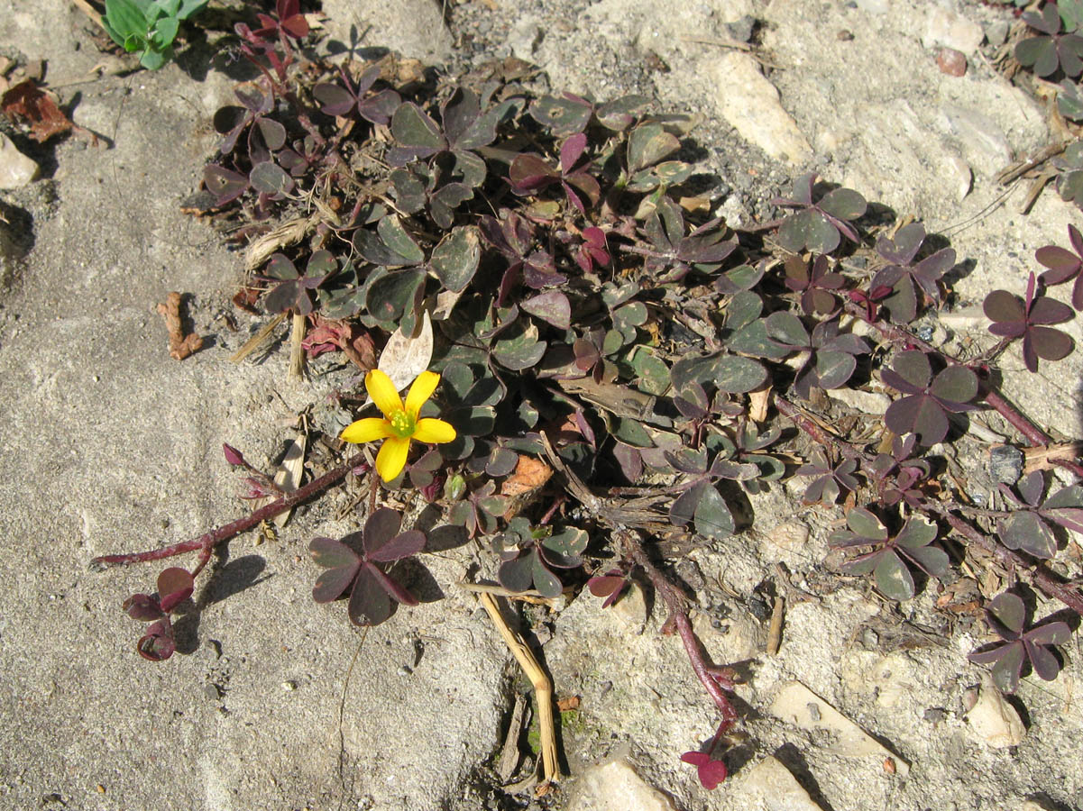 Изображение особи Oxalis corniculata.