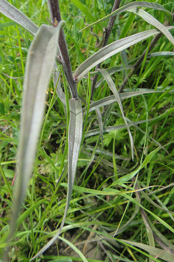 Изображение особи Castilleja pallida.