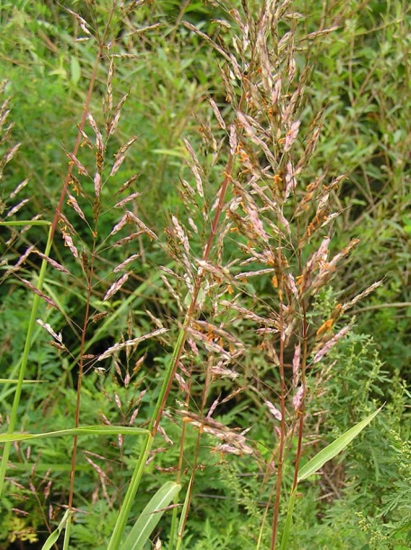 Изображение особи Spodiopogon sibiricus.