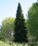 Abies sibirica