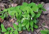 Polygonatum glaberrimum