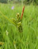 Carex pallescens