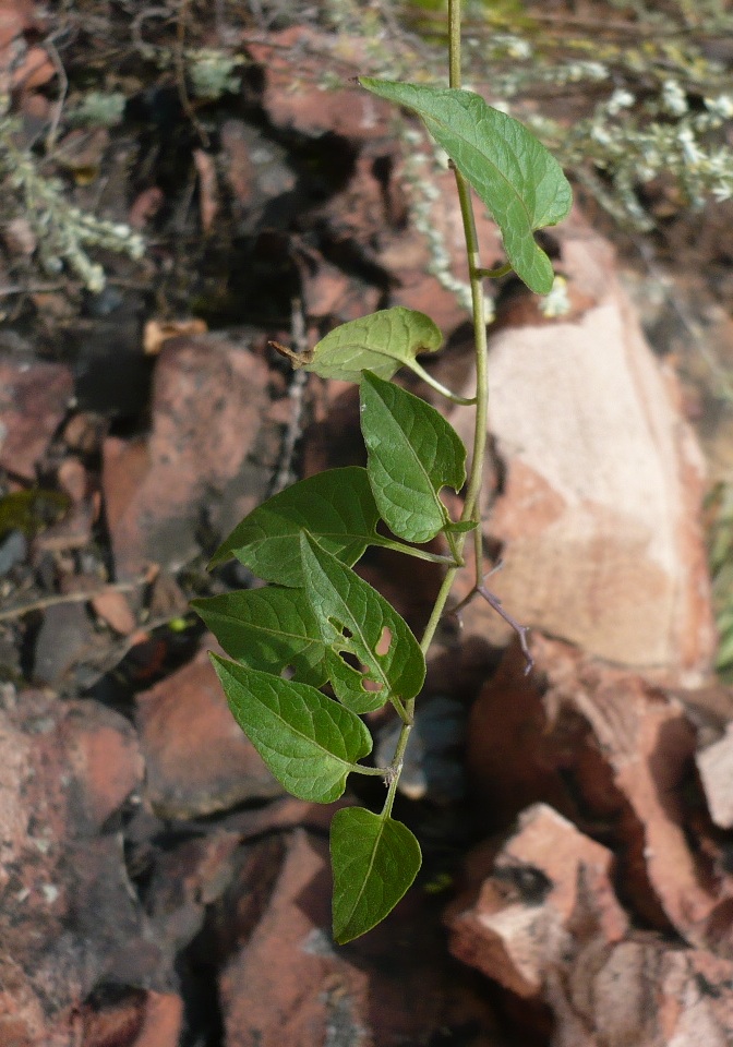 Изображение особи Solanum kitagawae.