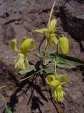 Clematis orientalis. Побег с цветками. Казахстан, возле вдх. Капчагай. 29.08.2005.