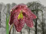 Fritillaria meleagris