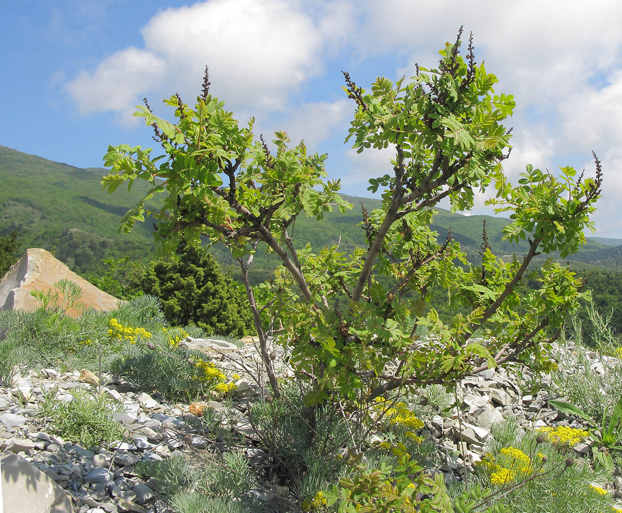 Изображение особи Rhus coriaria.