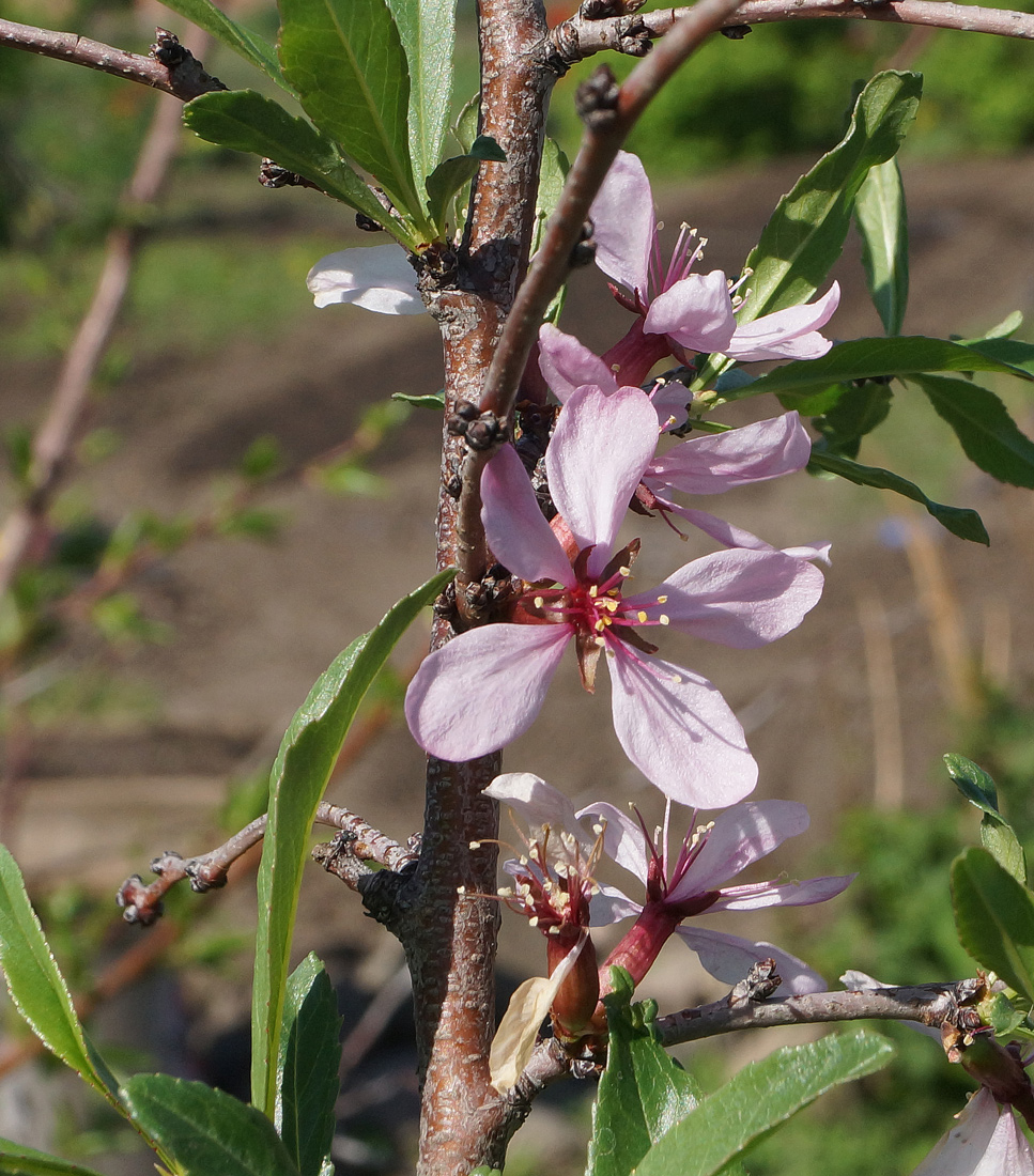 Изображение особи Amygdalus nana.