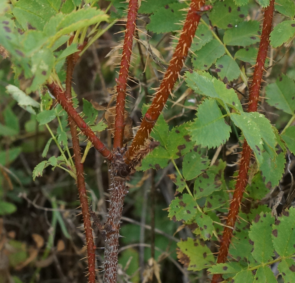 Изображение особи Rosa spinosissima.